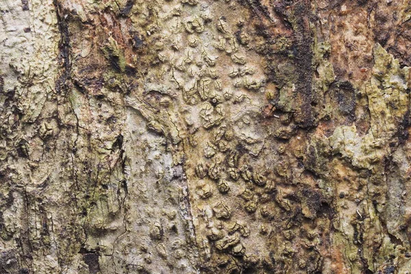 Ahşap arka plan doku ve Özet 