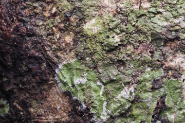 Ahşap arka plan doku ve Özet 