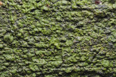 Ahşap arka plan doku ve Özet 