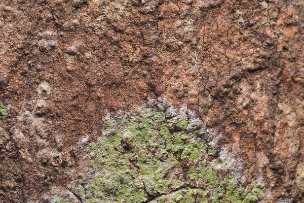 Ahşap arka plan doku ve Özet 