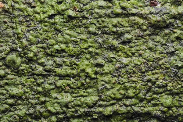 Ahşap arka plan doku ve Özet 