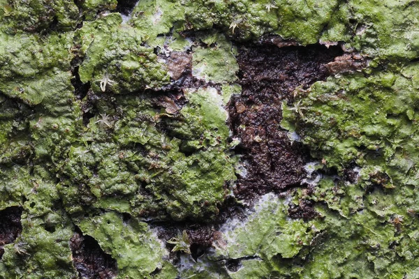 Struttura di fondo in legno e astratto — Foto Stock