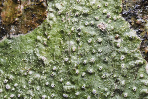 Ahşap arka plan doku ve Özet 