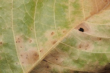 arka plan doku bırakır