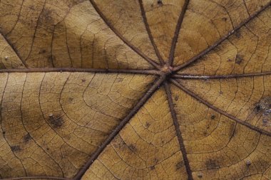 arka plan doku bırakır