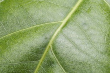 arka plan doku bırakır