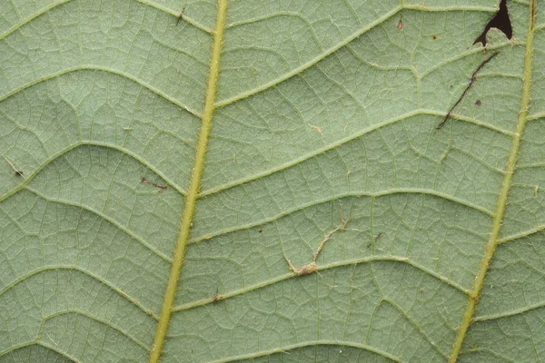 Leaves background Texture — Stock Photo, Image