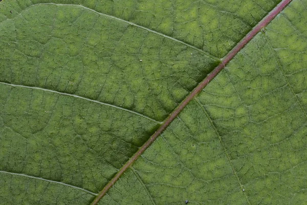 Yaprakları arka plan doku yeşil — Stok fotoğraf