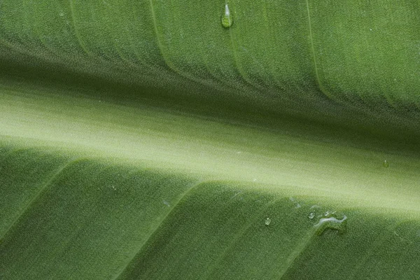 Deja textura de fondo verde —  Fotos de Stock