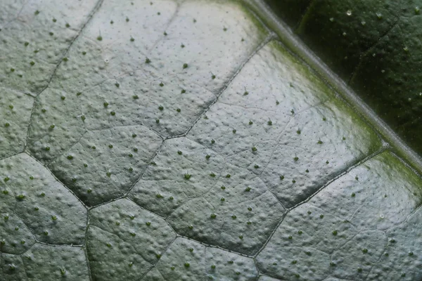 Deja textura de fondo — Foto de Stock