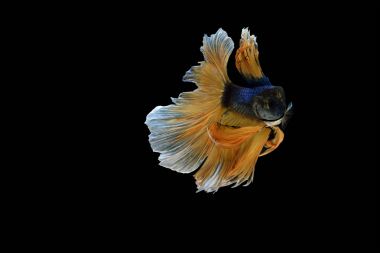 Siyam savaşçısı balıklar siyah arkaplanda izole edilmiş.