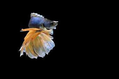 Siyam savaşçısı balıklar siyah arkaplanda izole edilmiş.