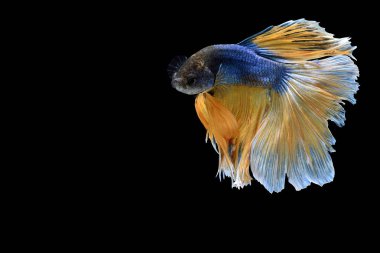 Siyam savaşçısı balıklar siyah arkaplanda izole edilmiş.