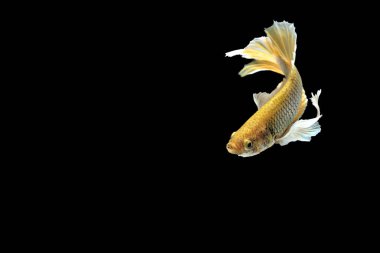 Siyam savaşçısı balıklar siyah arkaplanda izole edilmiş.