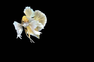 Siyam savaşçısı balıklar siyah arkaplanda izole edilmiş.