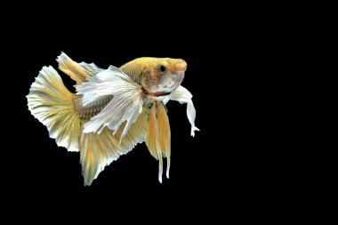Siyam savaşçısı balıklar siyah arkaplanda izole edilmiş.