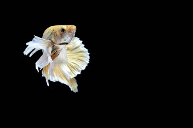 Siyam savaşçısı balıklar siyah arkaplanda izole edilmiş.