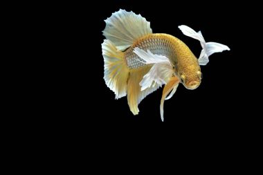 Siyam savaşçısı balıklar siyah arkaplanda izole edilmiş.