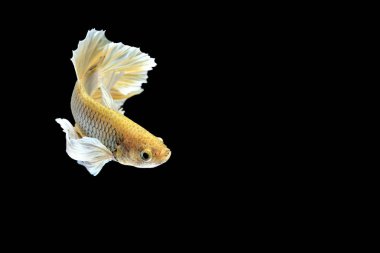 Siyam savaşçısı balıklar siyah arkaplanda izole edilmiş.