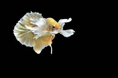 Siyam savaşçısı balıklar siyah arkaplanda izole edilmiş.