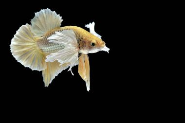 Siyam savaşçısı balıklar siyah arkaplanda izole edilmiş.