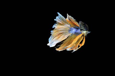 Siyam savaşçısı balıklar siyah arkaplanda izole edilmiş.