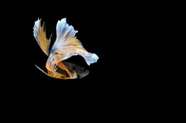 Siyam savaşçısı balıklar siyah arkaplanda izole edilmiş.