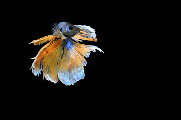 Pescado siamés de combate aislado sobre fondo negro —  Fotos de Stock