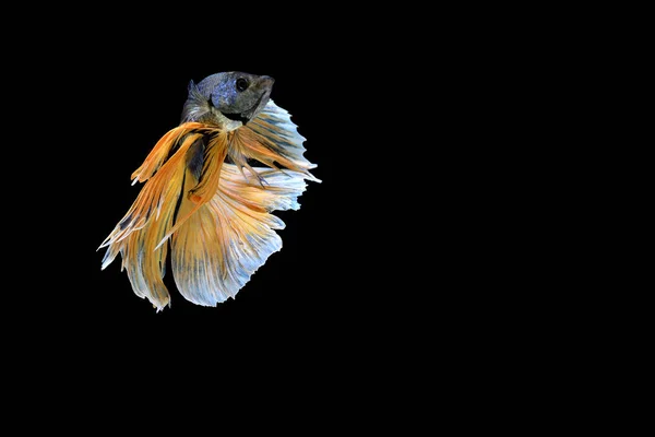 Siamesischer Kampffisch isoliert auf schwarzem Hintergrund — Stockfoto