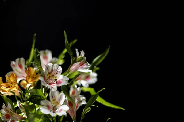 Siyah bir arka plan alstromeria buket.