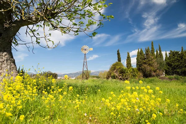 Windmolen in de natuur van Mallorca — Stockfoto
