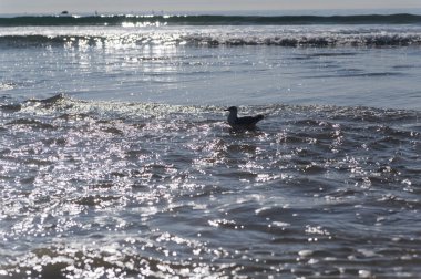 Martı Kaliforniya 'da Pasifik Okyanusu' nun dalgalarında yüzüyor.