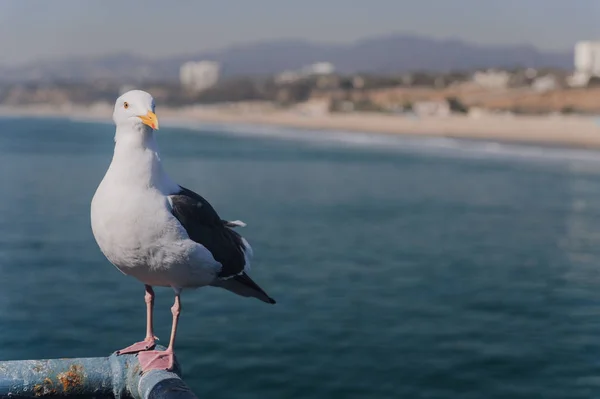 Seagull Zit Balustrade Met Uitzicht Vanaf Pier Van Santa Monica — Stockfoto