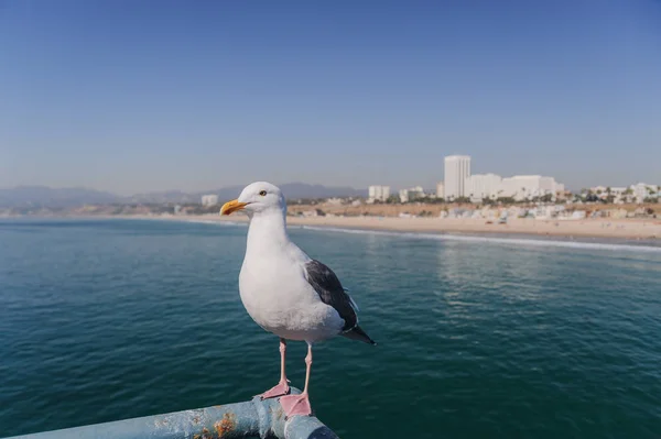 Seagull Zit Balustrade Met Uitzicht Vanaf Pier Van Santa Monica — Stockfoto