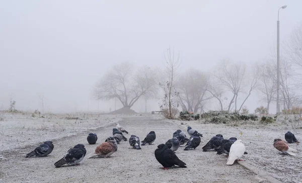 Skupina Holubů Sedí Zamrzlé Zemi Parku Zamlžený Den — Stock fotografie
