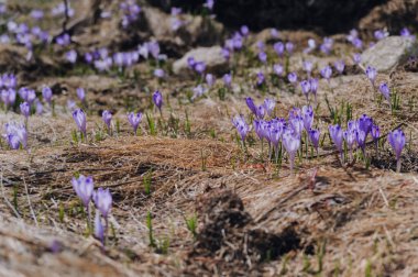 Slovakya, High Tatras 'ta ilk timsahlar karın altından çiçek açarlar.