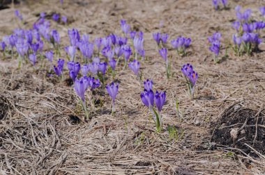 Slovakya, High Tatras 'ta ilk timsahlar karın altından çiçek açarlar.