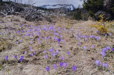 High Tatras 'ta ilk timsahlar çiçek açar.