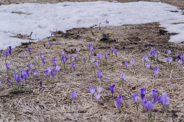 First Crocuses Bloom Snow High Tatras Slovakia — Stock Photo, Image