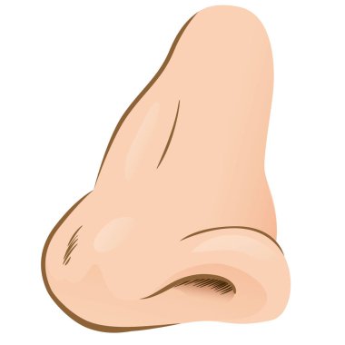 Close-up illustration of a human nose side view. Ideal for biology and anatomy materials clipart