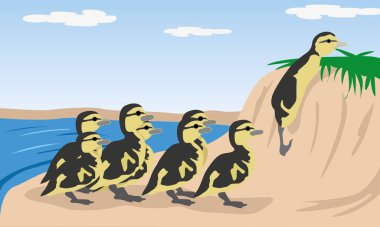 Doğa hayvan ördek kuş