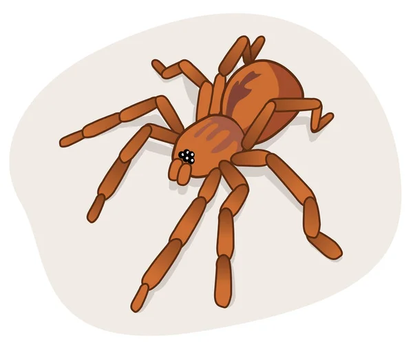 Αράχνη ακάρεα arachnida φύση — Διανυσματικό Αρχείο