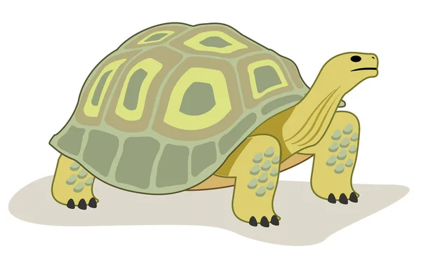 Este reino animal de tortuga reptil — Vector de stock