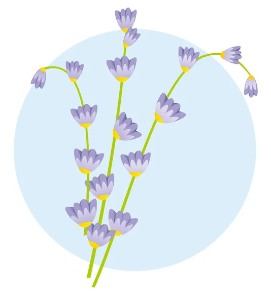 Illustration natur en flok lavendel blomster. Ideel til botaniske kataloger og undervisningsmaterialer – Stock-vektor