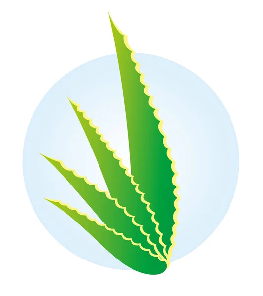 図自然植物アロエベラ。ボタニカル ・薬用材料のカタログに最適 ストックベクター