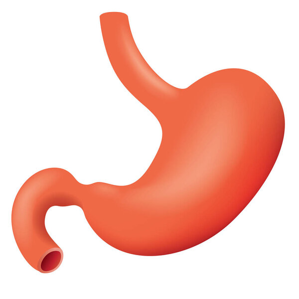 Illustration representing human stomach stomach of the digestive system, anatomy. Ideal for medical and educational materials