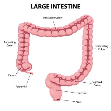 İllüstrasyon insan kalın bağırsak organ sindirim sistemi anatomisi temsil eden. İdeal sağlık ve eğitim malzemeleri için