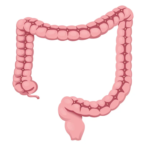 Illustrazione che rappresenta l'organo intestinale crasso umano dell'anatomia del sistema digestivo. Ideale per materiali medici ed educativi — Vettoriale Stock