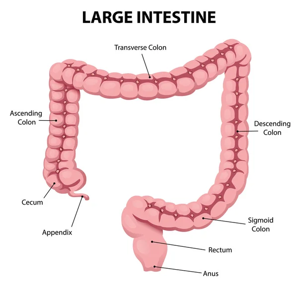 Illustrazione che rappresenta l'organo intestinale crasso umano dell'anatomia del sistema digestivo. Ideale per materiali medici ed educativi — Vettoriale Stock