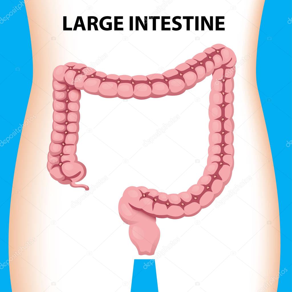 Illustration representing human large intestine organ of the digestive system anatomy. Ideal for medical and educational materials